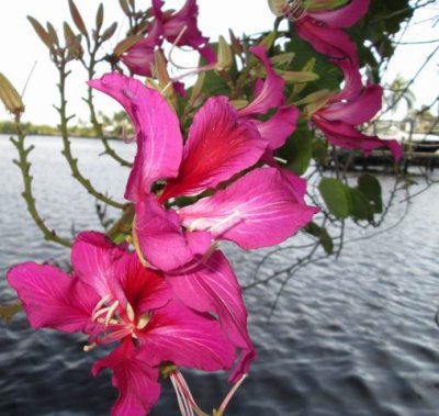 Orchid tree