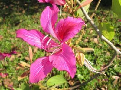 Orchid tree