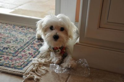 Mojo (by Ginger)