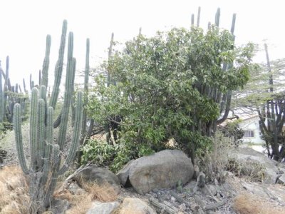 Cactus on the road, Aruba