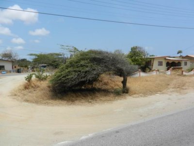 Titi tree the bends with the wind, Aruba