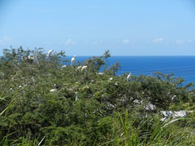 Birds nesting at St. Kitts