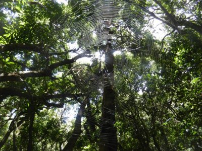 Spider Web in the trees at St. Kitts