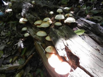 mushrooms on the trail at St. Kitts