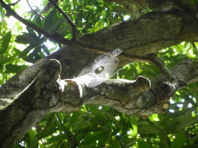 Spider in the trees at St. Kitts