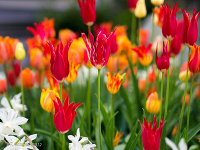 Tulips at Providence hospital