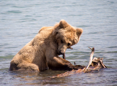 Adolescent bear playing in Naknek Lake