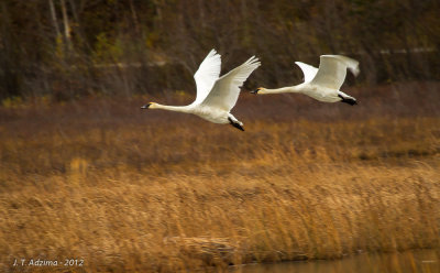 Swans over Potters Marsh south of Anchorage