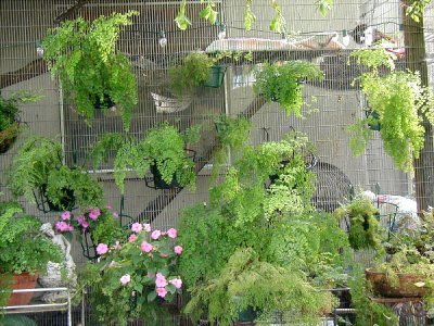  Ferns on the outside of the cat house.  