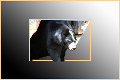 black bear oob2.jpg
