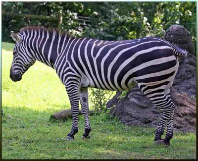 IMG_2449 Zebra.jpg