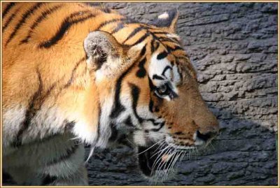 IMG_2496 Tiger.jpg