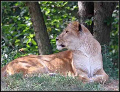 Lion Queen.jpg