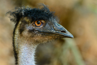 Bad hair day of an emu