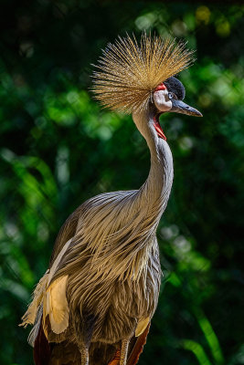 Funky bird (African crane)
