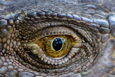 The eye of a green iguana