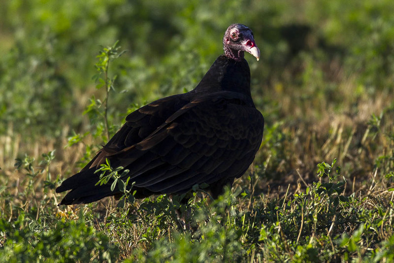 10/20/2012  Turkey Vulture