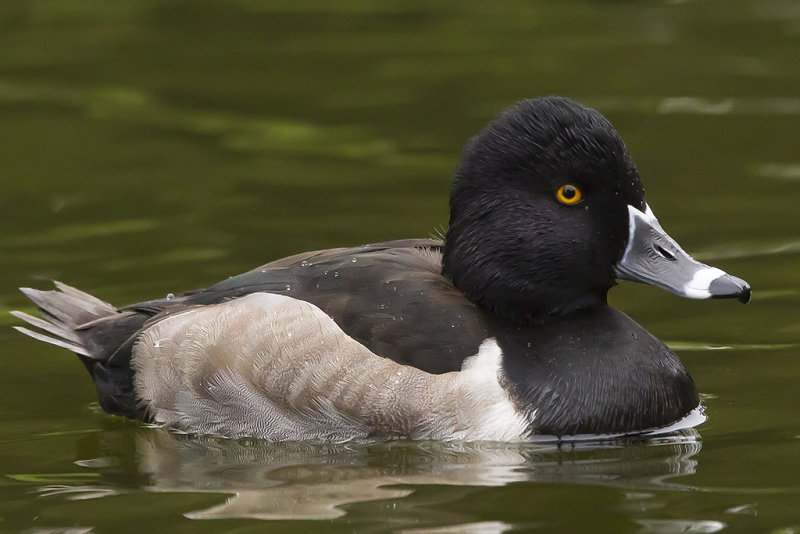 11/7/2012  Ring necked duck
