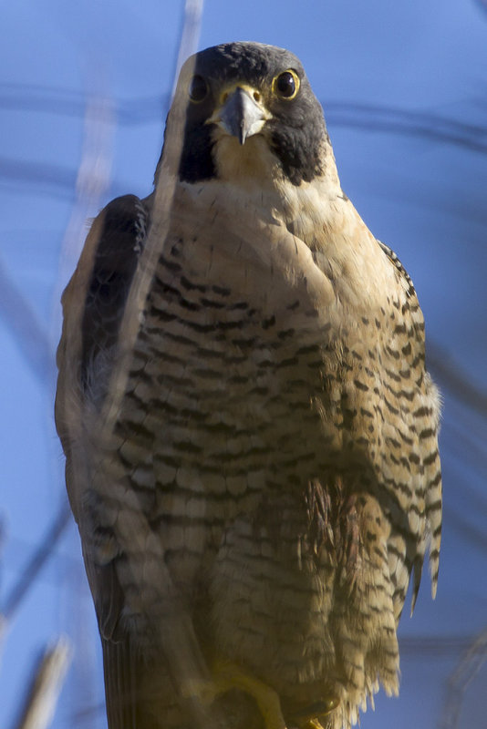 12/6/2012  Falcon