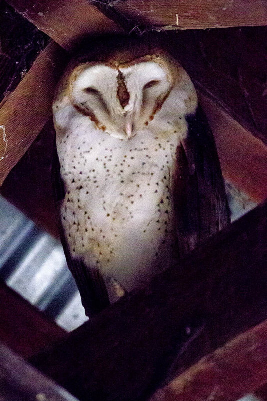 1/7/2013  Barn Owl in a barn