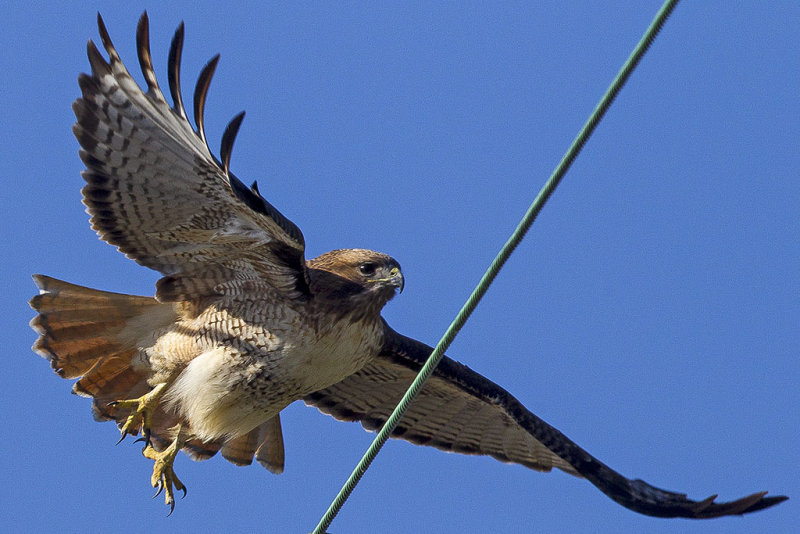 1/16/2013  Red Tailed Hawk