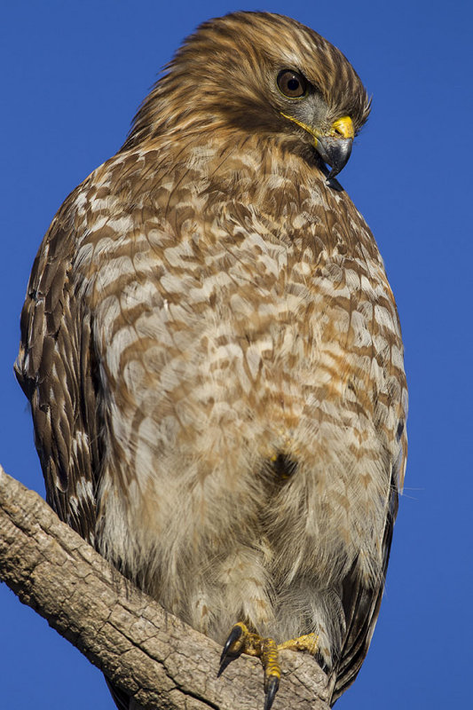 1/31/2013  Red-shouldered Hawk