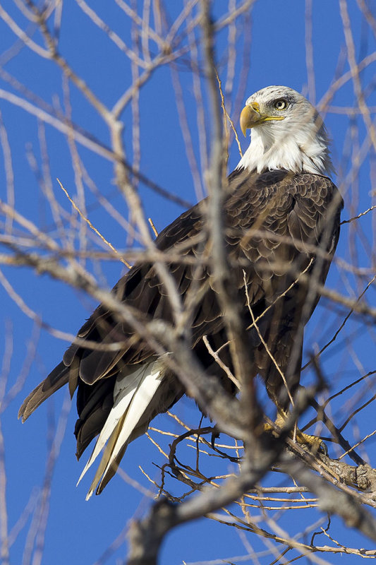 2/1/2013  Bald Eagle