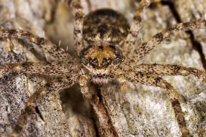 2/12/2013 Spider