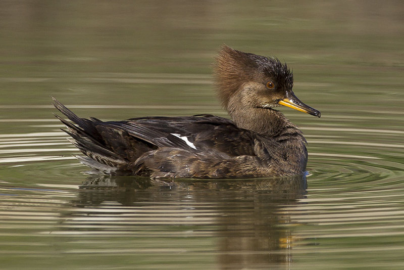 2/14/2013  Merganser