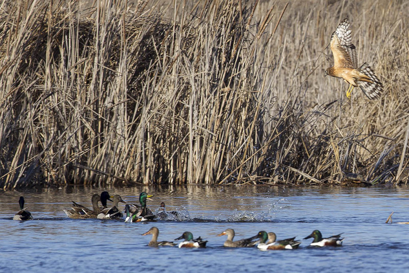 2/22/2013  Harrier harassing the Ducks