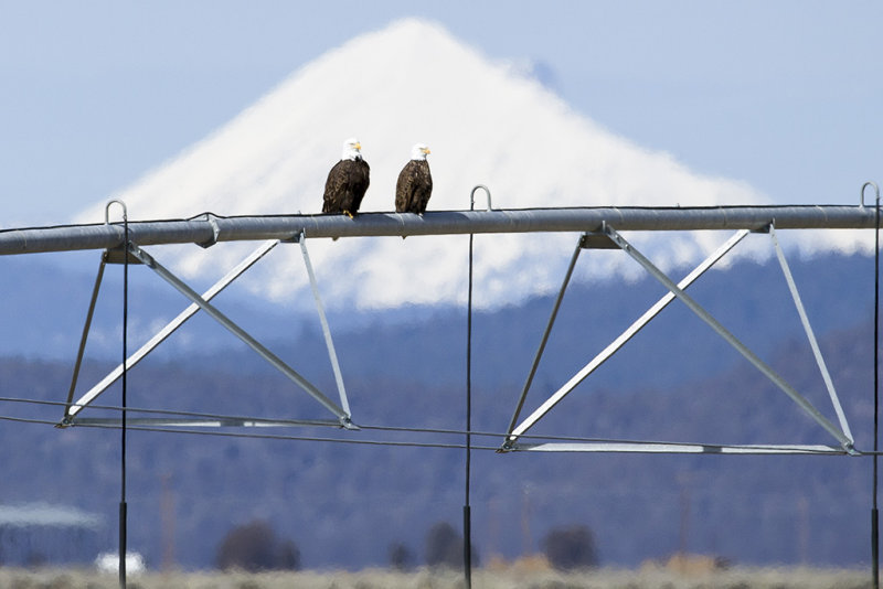 3/10/2013  Two Bald Eagles on irrigation pipe