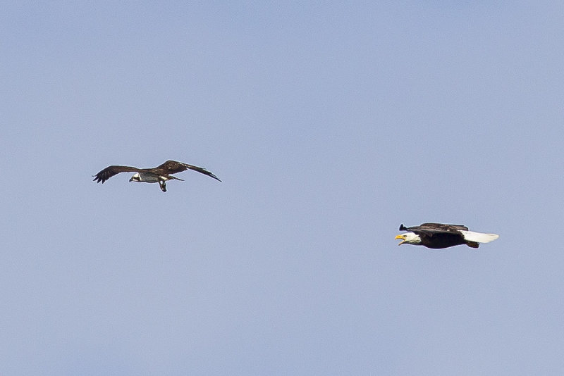 3/25/2013  Osprey and Bald Eagle