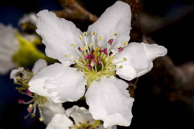 3/26/2013  '20th Century' Asian Pear blossom (Pyrus pyrifolia)