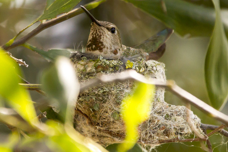 4/1/2013  Hummingbird in nest