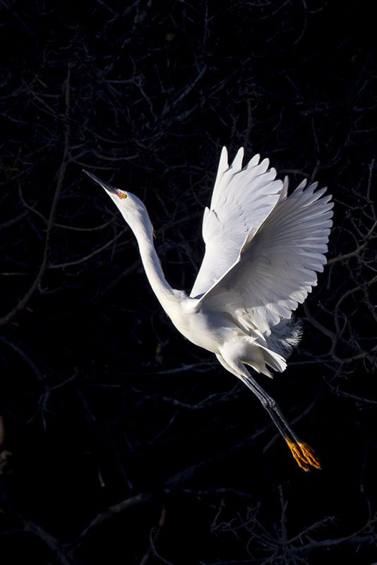 4/8/2013  Snowy Egret