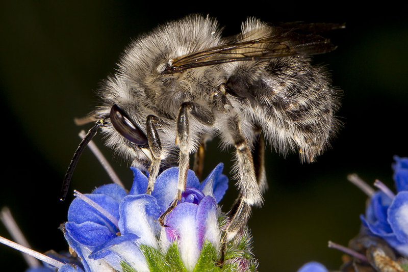4/11/2013  Bee on Echium candicans (Pride of Madeira)