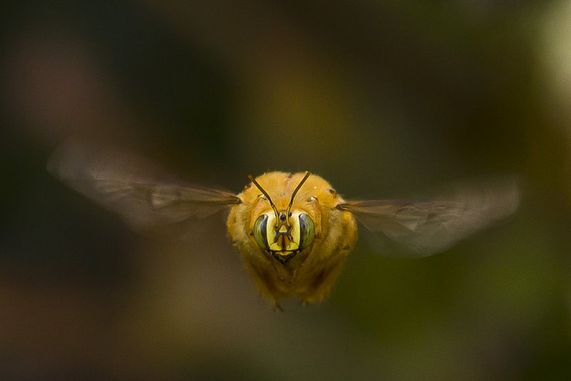 4/12/2013  Male Carpenter Bee