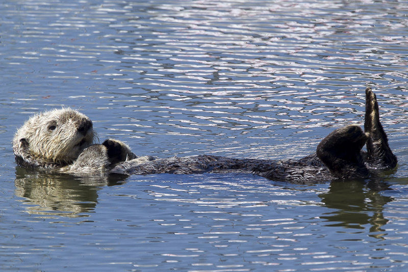 4/18/2013  Sea Otter
