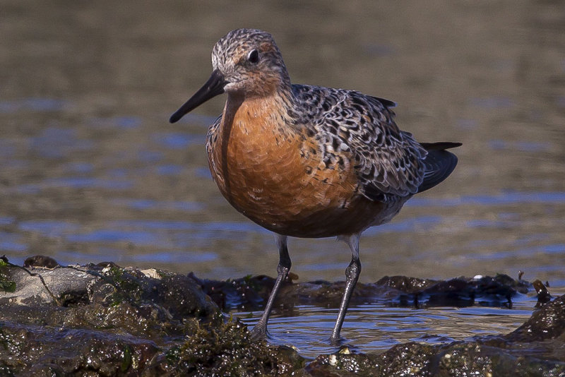 4/22/2013 Red Knot