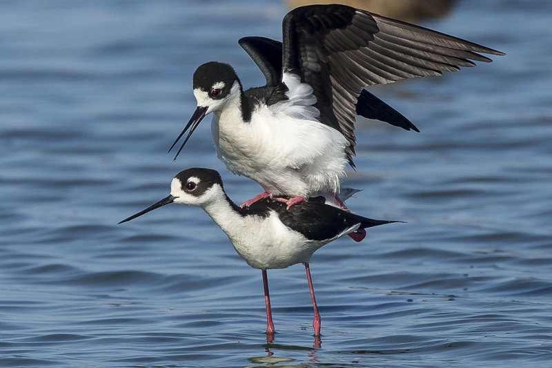 4/24/2013 Stilts