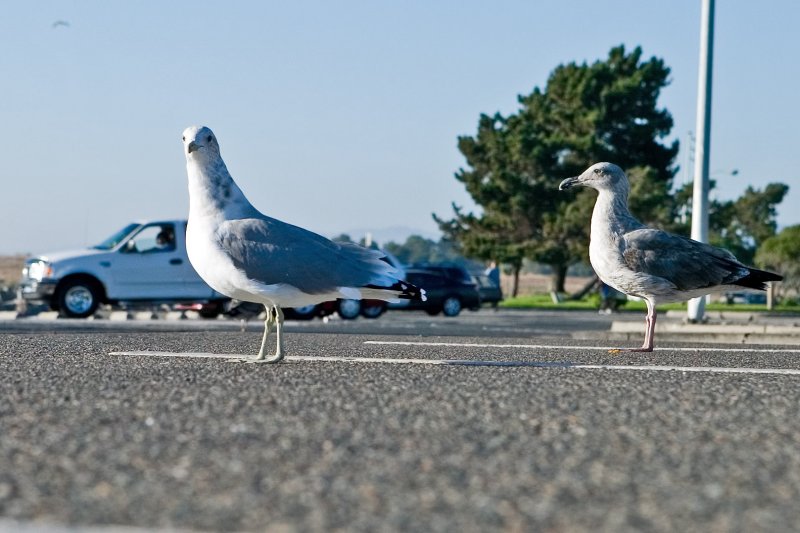 birds 9/04/2006