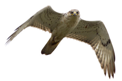 12/1/2012  Ferruginous Hawk