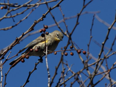 Yellow Rumped Warbler