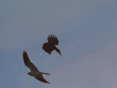 crow
