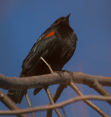 redwinged_blackbird