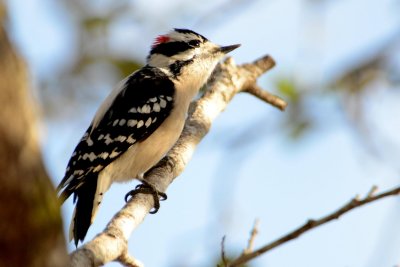 Dowdy Woodpecker