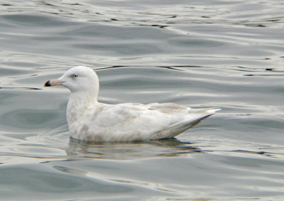 Canal Park Gulls
