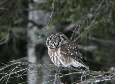 Minnesota Birds