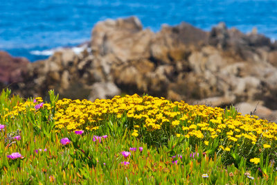 Flowers by the ocean _MG_9398.jpg