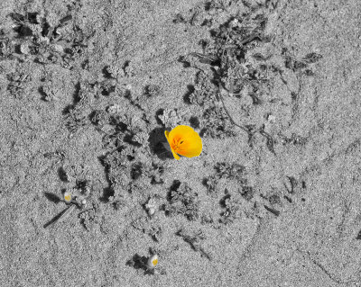 Yellow flower on beach  _MG_9333.jpg